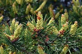 Attēlu rezultāti vaicājumam “Pinus sylvestris male flower”