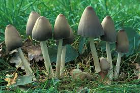 Attēlu rezultāti vaicājumam “Coprinus atramentarius”