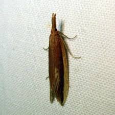 Attēlu rezultāti vaicājumam “Donacaula mucronella”