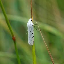 Attēlu rezultāti vaicājumam “Yponomeutidae”