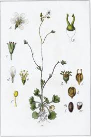 Attēlu rezultāti vaicājumam “Saxifraga granulata leaf”