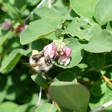 Attēlu rezultāti vaicājumam “Symphoricarpos albus flower”