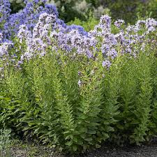 Image result for Campanula lingulata
