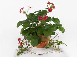 Attēlu rezultāti vaicājumam “Fragaria x ananassa”