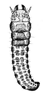 Attēlu rezultāti vaicājumam “Cossus cossus larva”