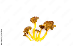 Attēlu rezultāti vaicājumam “Cantharellus lutescens”