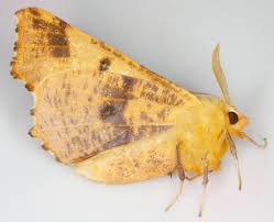 Attēlu rezultāti vaicājumam “Ennomos autumnaria male”