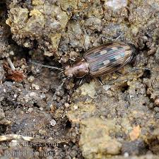 Attēlu rezultāti vaicājumam “Bembidion litorale”