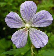 Attēlu rezultāti vaicājumam “Geranium pratense flower”