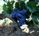Cabernet Sauvignon Wine Varietal - Bottlenotes