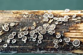 Attēlu rezultāti vaicājumam “Lachnella alboviolascens”