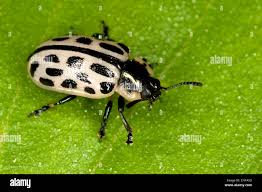 Attēlu rezultāti vaicājumam “Chrysomela vigintipunctata”