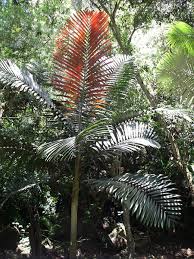 Attēlu rezultāti vaicājumam “Conardia compacta macro”