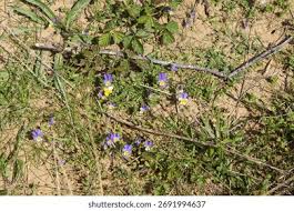 Attēlu rezultāti vaicājumam “Viola tricolor subsp. curtisii bud”