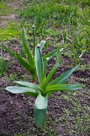 Attēlu rezultāti vaicājumam “Allium scorodoprasum leaf”
