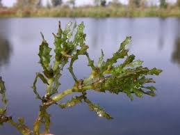 Attēlu rezultāti vaicājumam “Najas marina leaf”