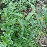 Attēlu rezultāti vaicājumam “Melampyrum sylvaticum leaf”