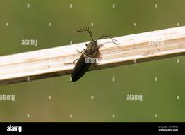 Attēlu rezultāti vaicājumam “Ctenicera pectinicornis female”