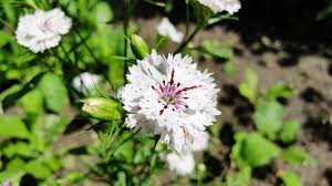 Attēlu rezultāti vaicājumam “Dianthus deltoides”
