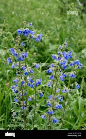 Image result for Polemonium coeruleum album