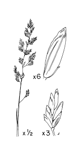 Attēlu rezultāti vaicājumam “Poa compressa”