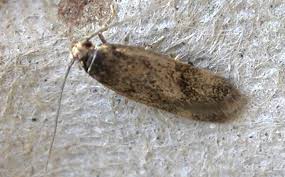 Attēlu rezultāti vaicājumam “Borkhausenia minutella”