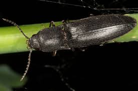 Attēlu rezultāti vaicājumam “Ectinus aterrimus”