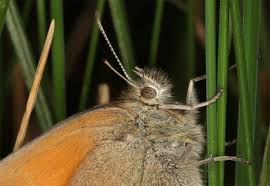 Attēlu rezultāti vaicājumam “Coenonympha tullia”