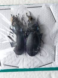 Attēlu rezultāti vaicājumam “Carabus violaceus”