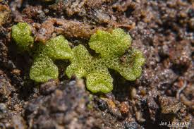 Attēlu rezultāti vaicājumam “Riccia cavernosa”