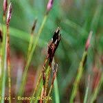 Attēlu rezultāti vaicājumam “Schoenus ferrugineus flower”