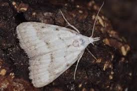 Attēlu rezultāti vaicājumam “Nola aerugula”