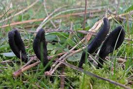 Attēlu rezultāti vaicājumam “Geoglossum sp.”