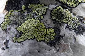 Attēlu rezultāti vaicājumam “Rhizocarpon geographicum”