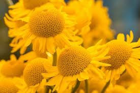 Image result for Anthemis tinctoria