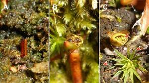 Attēlu rezultāti vaicājumam “Buxbaumia aphylla sporophyte”