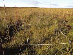 Attēlu rezultāti vaicājumam “Leiocolea rutheana”