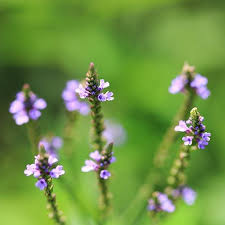Image result for Verbena officinalis