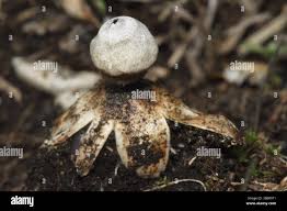 Attēlu rezultāti vaicājumam “Geastrum minimum”