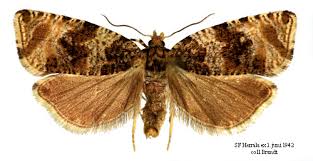 Attēlu rezultāti vaicājumam “Orthotaenia undulana”