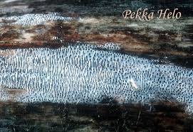 Attēlu rezultāti vaicājumam “Antrodia macra”