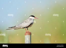 Attēlu rezultāti vaicājumam “Chlidonias hybrida adult”