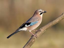 Attēlu rezultāti vaicājumam “Garrulus glandarius adult”