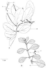 Attēlu rezultāti vaicājumam “Veronica officinalis fruit”
