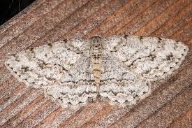 Attēlu rezultāti vaicājumam “Ectropis crepuscularia”