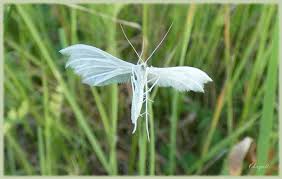 Attēlu rezultāti vaicājumam “Pterophorus pentadactyla”