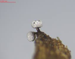 Attēlu rezultāti vaicājumam “Physarum sulphureum stalked”