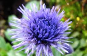 Attēlu rezultāti vaicājumam “Carex globularis flower”