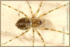 Attēlu rezultāti vaicājumam “Linyphiidae”