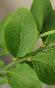 Attēlu rezultāti vaicājumam “Vaccinium myrtillus”